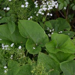 Brunnera macrophylla Betty Browning