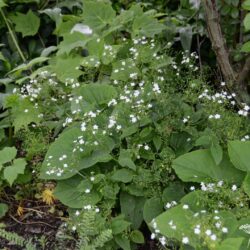Brunnera macrophylla Betty Browning