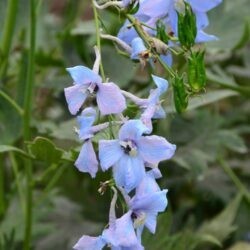 Delphinium elatum Ariel