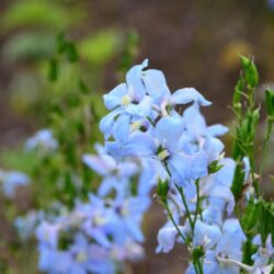 Delphinium elatum Ariel