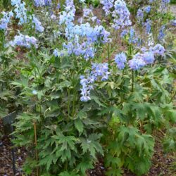 Delphinium elatum Ariel
