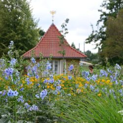 Delphinium elatum Ariel
