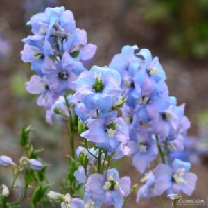 Delphinium elatum Ariel