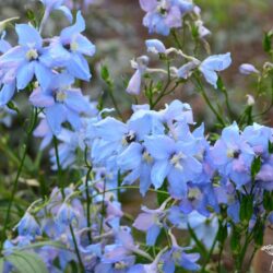 Delphinium elatum Ariel