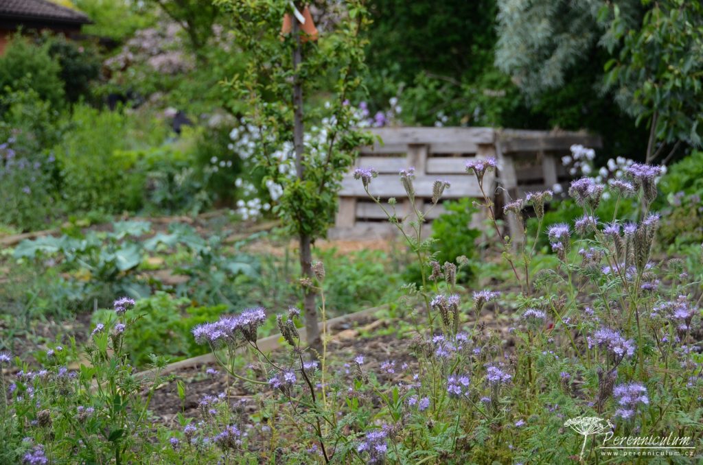 Rozevlátá zahrada s nádechem staré Anglie 11 Kvetoucí svazenka láká opylovače v zeleninové zahrádce. Na stromech jsou úkryty pro škvory a v pozadí kompost.