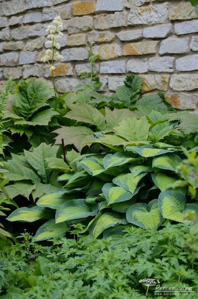 Rozevlátá zahrada s nádechem staré Anglie 9 Podél obvodové zdi rostou bohyšky, rodgersie a kakosty.