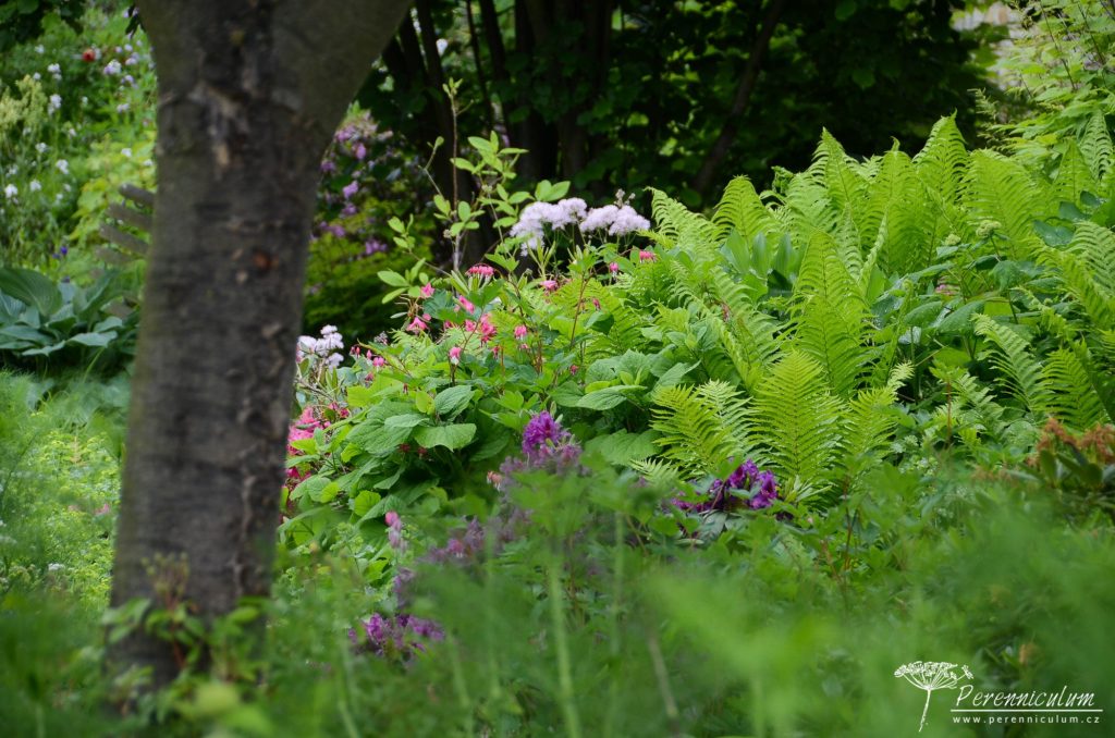 Rozevlátá zahrada s nádechem staré Anglie 7 Na stinných místech rostou rhododendrony, kapradiny a další vlhkomilné druhy.