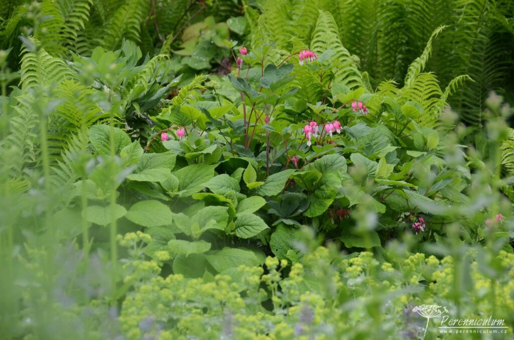 Rozevlátá zahrada s nádechem staré Anglie 10 Listy odkvetlého poměnkovce doplňují srdcovky, kapradiny a kontryhel. pradiny a kontryhel.