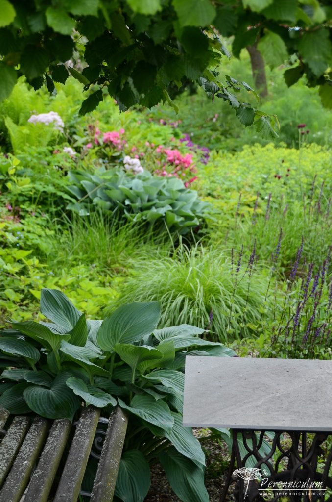 Rozevlátá zahrada s nádechem staré Anglie 4 Stinnější část zahrady s bohyškami a posezením pod lískou.