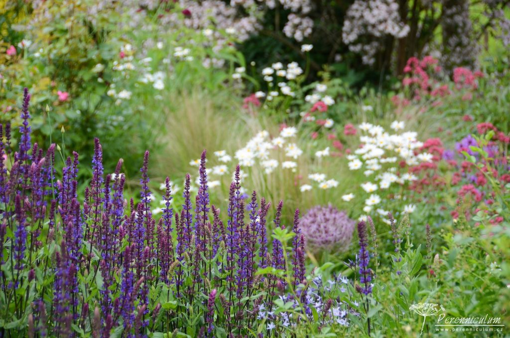 Rozevlátá zahrada s nádechem staré Anglie 1 Záhon se šalvějemi, kopretinami, okrasnými česneky a mavuněmi.