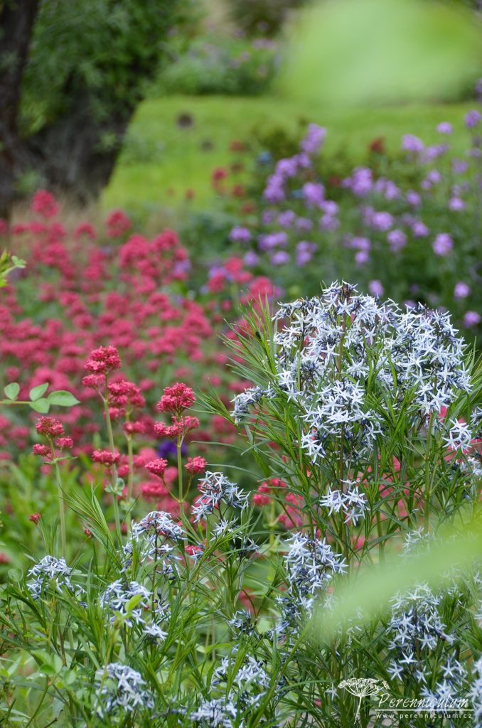 Rozevlátá zahrada s nádechem staré Anglie 6 Amsonie s mavuní a večernicí.
