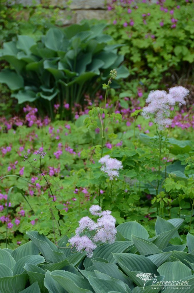 Rozevlátá zahrada s nádechem staré Anglie 8 Bohyšky s velkými modrými listy doplňují jemné květy žluťuch a v podrostu kakosty.