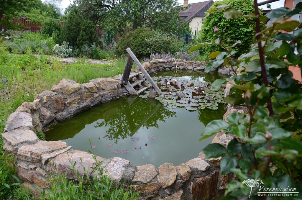 Rozevlátá zahrada s nádechem staré Anglie 12 Rezervoár na dešťovou vodu s přepadem do rozlivné plochy s vlhkomilnými rostlinami.