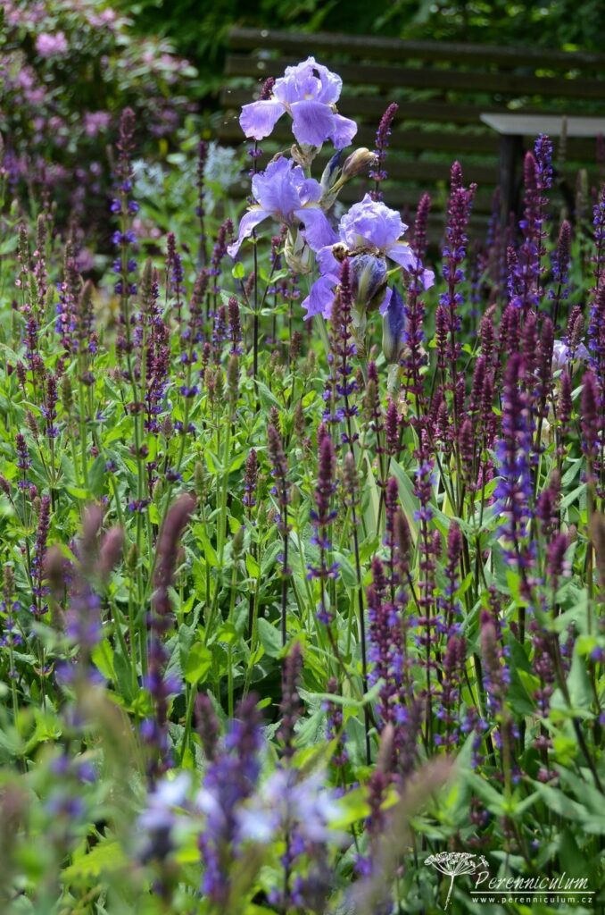 Rozevlátá zahrada s nádechem staré Anglie 5 Šalvěje se bohatě semení a v nich sem tam roste kosatec.