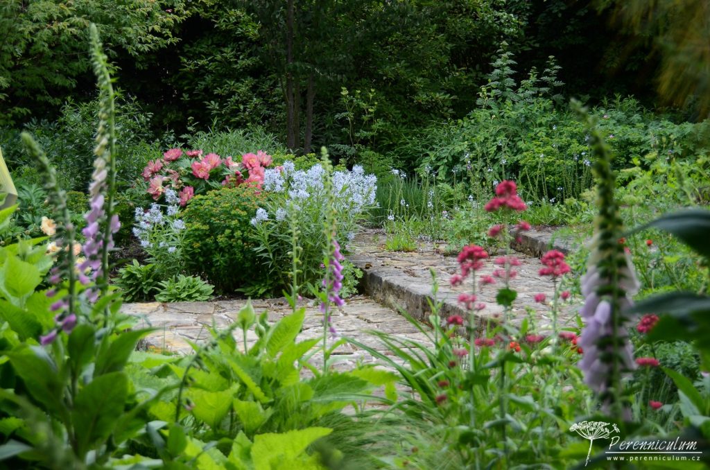Rozevlátá zahrada s nádechem staré Anglie 14 Pohled skrz věžatá květenství náprstníků na kvetoucí pivoňky, amsónie a pryšce.