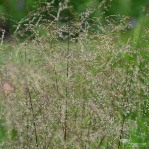 Deschampsia ceaspitosa Schottland