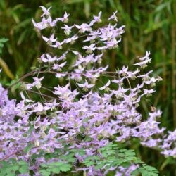Thalictrum delavayi var. decorum