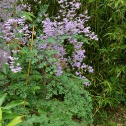 Thalictrum delavayi var. decorum