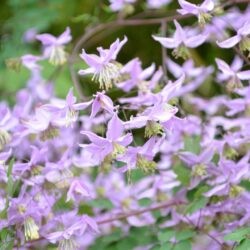 Thalictrum delavayi var. decorum