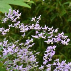 Thalictrum delavayi var. decorum