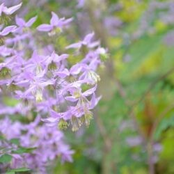 Thalictrum delavayi var. decorum