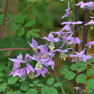 Thalictrum delavayi var. decorum