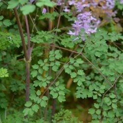 Thalictrum delavayi var. decorum