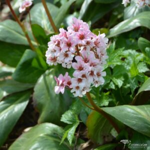 Bergenia Bach