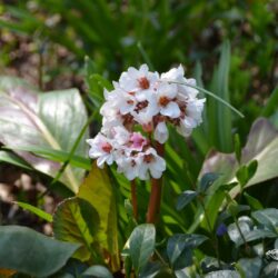 Bergenia Bach