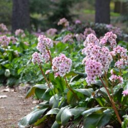 Bergenia Bach