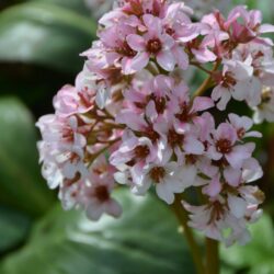 Bergenia Bach