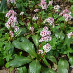 Bergenia Bach
