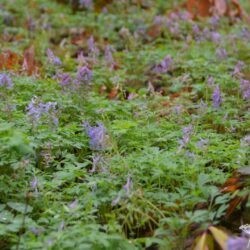Corydalis solida