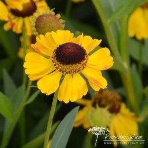 Helenium El Dorado