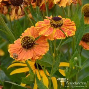 Helenium Flamengo