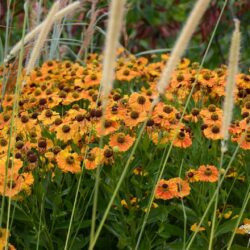 Helenium Flamengo