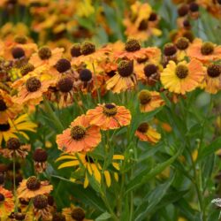Helenium Flamengo