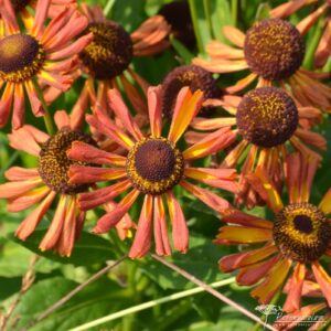 Helenium Loysder Wieck