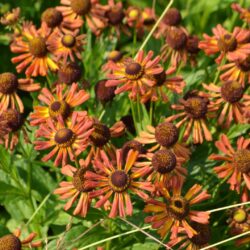 Helenium Loysder Wieck