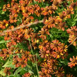 Helenium Loysder Wieck