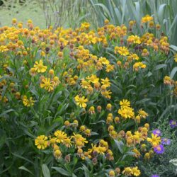 Helenium Loysder Wieck