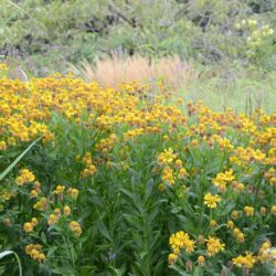 Helenium Loysder Wieck