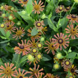 Helenium Loysder Wieck