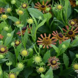 Helenium Loysder Wieck