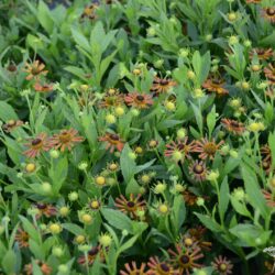 Helenium Loysder Wieck