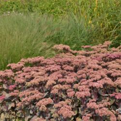 Sedum Matrona