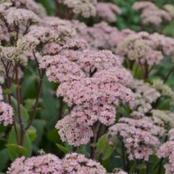 Sedum Matrona