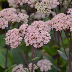 Sedum Matrona