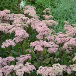 Sedum Matrona
