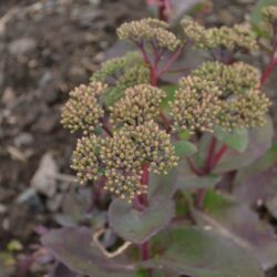 Sedum Matrona